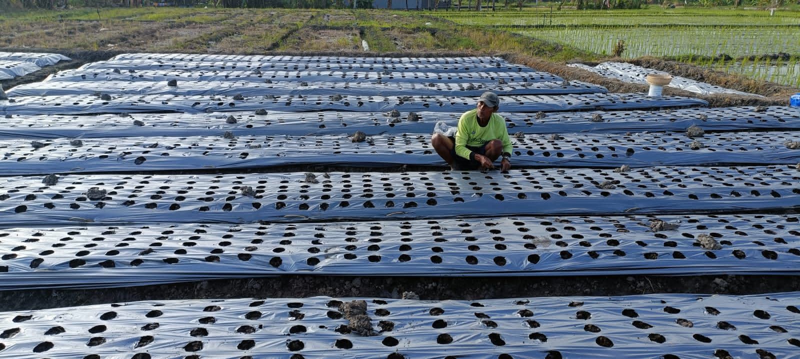 podiumnews.com-Badung Canangkan Gerakan Tanam Bawang Merah 